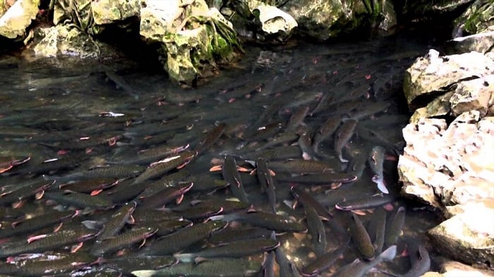 kinh nghiem du lich thanh hoa 13