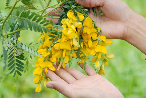 Các món ăn được chế biến từ hoa điên điển rất thơm ngon, hấp dẫn